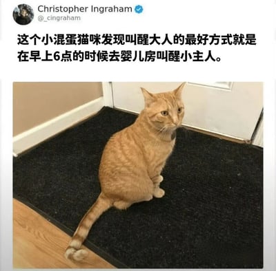 一只橘色虎斑猫坐在黑色垫子上，表情看起来有些狡黠。配文描述这只'小混蛋猫咪'发现了叫醒大人的最佳方式：在早上6点去婴儿房叫醒小主人。图片展现了猫咪聪明又调皮的一面，体现了宠物与人类家庭生活的趣味互动。