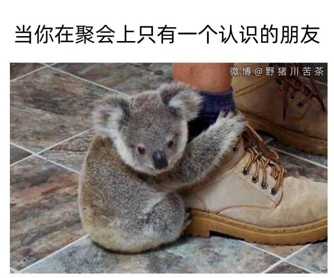 考拉