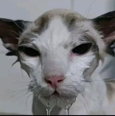 这张图展示了一只神态极度诡异的猫，它的眼睛是完全漆黑的状态，没有眼白，脸部皮肤看起来湿润发亮，下巴处有类似液体的物质向下滴落，整体氛围惊悚不安，常被用作表情包，用来表达恐惧、不适的情绪，或是调侃怪异、反常的场景。