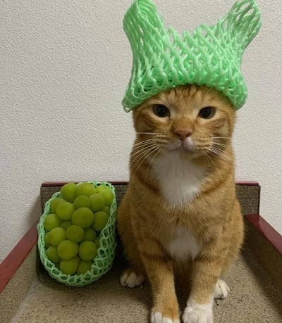 一只橘白相间的猫咪，胸前毛色为白色，正端坐着。它的头上戴着一个绿色的塑料网兜，网兜的形状被撑开，看起来像两只竖起的耳朵。猫咪的旁边放着另一个绿色的网兜，里面装满了绿色的葡萄。背景是纯白色的墙壁，整体画面可爱又搞笑，猫咪表情平静地直视镜头，仿佛对自己的“新帽子”毫不在意。