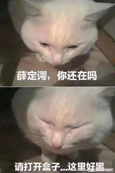 上下对比图形式的梗图，上方为一只流着眼泪的白色猫咪，配文“薛定谔，你还在吗”；下方为同一只猫咪闭眼流泪的特写，配文“请打开盒子...这里好黑”。图片通过拟人化手法，将猫咪比作薛定谔的猫思想实验中处于盒子里的猫，以猫咪的视角表达被困在黑暗盒子中的无助与渴望，结合物理学梗制造幽默效果。