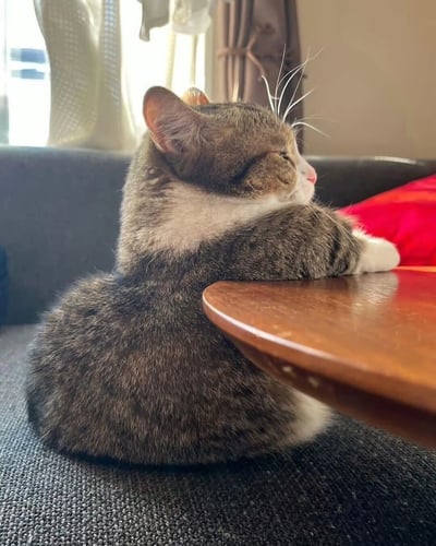 一只狸花猫正趴在深色沙发上，前爪搭在木质圆桌边缘，身体蜷缩成柔和的弧形，双眼紧闭似乎在享受午后小憩。阳光透过浅色窗帘的缝隙洒入室内，为画面增添了温暖的氛围，背景中红色靠垫和朦胧的窗景进一步丰富了场景层次。猫咪的灰棕虎斑纹毛发与白色胸口、爪子形成鲜明对比，细长的胡须自然垂下，整体姿态慵懒放松，尽显萌态。