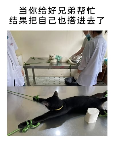 这是一张上下拼接的搞笑对比梗图，上方画面展示了宠物医院的场景：一只白猫被绿色绳子固定在不锈钢手术台上，身上穿着绿色手术服，表情看起来无奈又委屈，旁边的宠物医护人员正在为它进行相关医疗操作；下方画面则是一只黑猫以同样的方式被绿色绳子固定在同款手术台上，四肢被拉开固定。图上方配文“当你给好兄弟帮忙结果把自己也搭进去了”，用拟人化的手法将两只猫比作关系要好的兄弟，营造出黑猫本是来帮忙，结果自己也陷入和白猫一样被固定在手术台的处境的搞笑效果，精准调侃了现实生活中那种好心帮忙，最后却把自己也坑了的经历，容易引发网友的共鸣。