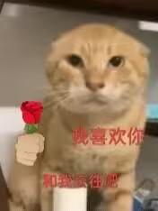 这是一张经过P图改编的趣味表情包，主体是一只表情呆滞木讷的橘色折耳猫，在猫咪左侧拼接了一只举着红玫瑰的人手，同时在猫咪脸部下方添加粉色文字“我喜欢你”，底部配有“和我交往吧”的文字，整体用可爱的动物形象搭配直白的告白话语，以委婉又搞笑的方式传递出想要表白的心意，适合在社交场景中用来表达爱慕或者和朋友开玩笑。