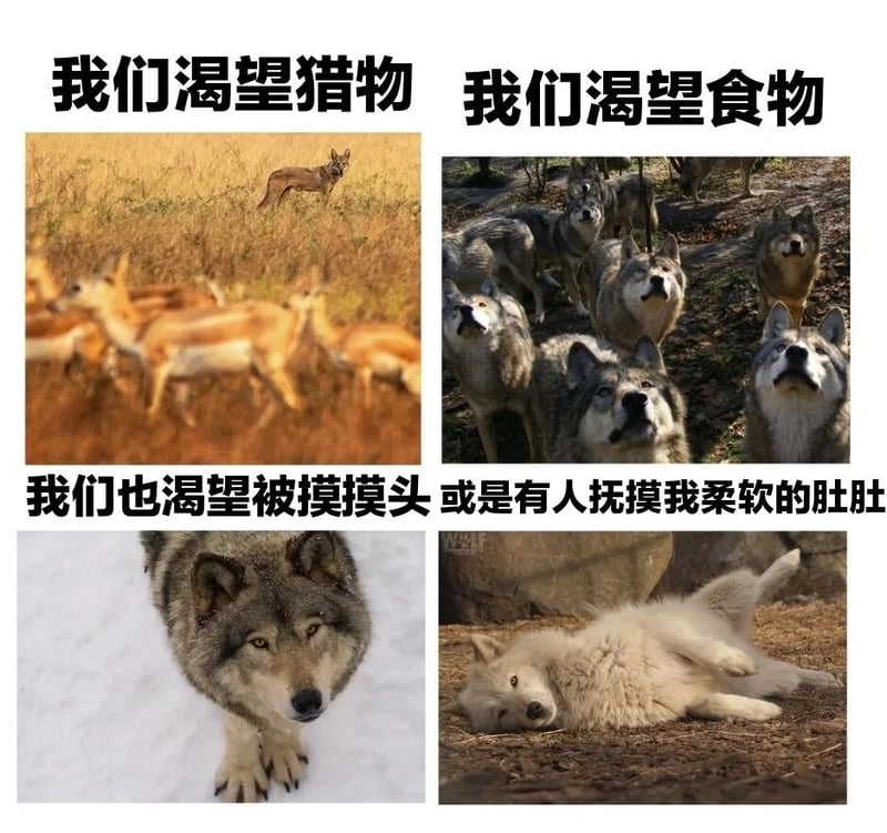 狼