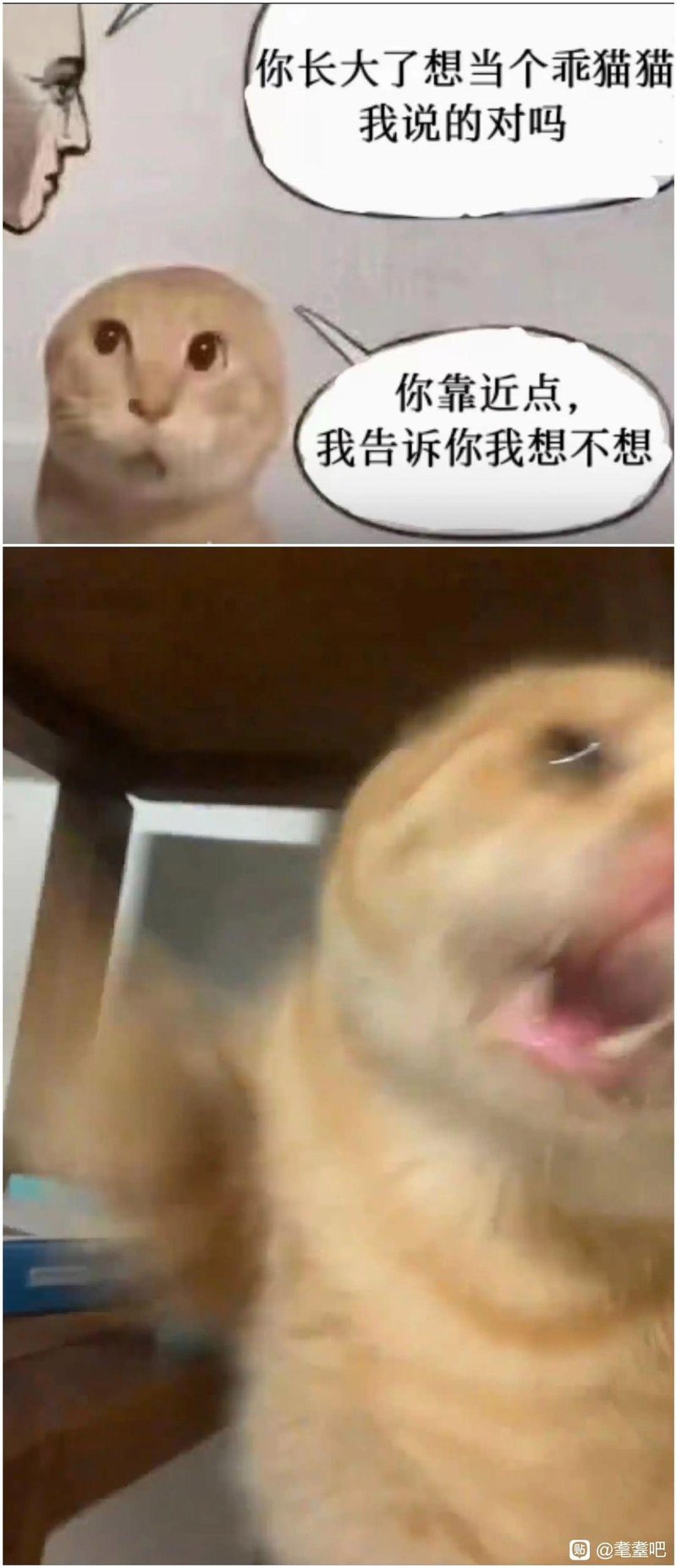 网络自制合成表情包