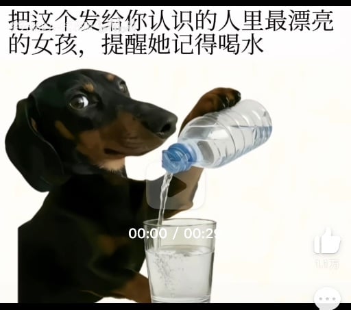 网络流行动物表情包