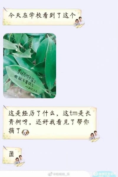这是一则来自微博的原创搞笑图文内容，发布者在学校里发现一片长青树叶上被人写下了“等这片叶子落了我就不等你了——2021.11.21”的伤感留言，发布者调侃写下留言的人没意识到这是不会轻易落叶的长青树，于是帮忙把叶子摘了，最后以“匿”收尾，将原本伤感的情绪通过这个反差满满的操作变成了搞笑的段子，充满了趣味性。