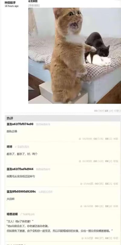 这是一张来自无聊图社区的社交媒体截图，图中一只橘猫站在抽屉边缘，张嘴大叫，表情愤怒又震惊，仿佛在控诉；背景的床上，一只黑猫正和白猫依偎互动。下方的热评区网友们将橘猫拟人化，代入被“绿”的角色，用“颜色正确”“我黄毛从来没吃过这种亏”“主人！牠绿了我老婆！”等评论玩梗，制造出荒诞搞笑的效果。无谐音或双关梗，主要通过拟人化联想营造笑点。