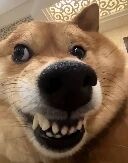 这是一张柴犬的近距离面部特写照片，画面聚焦于狗狗的鼻子和嘴巴区域。柴犬的黑色鼻子占据了显著位置，嘴巴微微张开，露出整齐的牙齿，眼神明亮，整体表情显得开心且带有一丝俏皮。背景为室内环境，隐约可见带有花纹的装饰，整体构图清晰，突出了宠物的可爱神态。