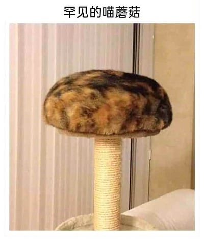 这是一张趣味宠物梗图，图片上方配有文字“罕见的喵蘑菇”。画面中一只带有黄黑花纹的猫咪，正好摊开身体趴在猫爬架的顶部平台上，下方的猫爬架柱子是缠绕麻绳的样式，两者组合在一起，从视觉上形成了类似蘑菇的形态，利用视觉错位的效果制造出搞笑有趣的画面，生动展现了猫咪日常里的可爱瞬间，让人忍俊不禁。