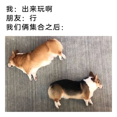 这是一张精准调侃当代年轻人约友日常的搞笑梗图，图片上方通过三段文字构建情景：“我”向朋友发出“出来玩啊”的游玩邀约，朋友爽快回应“行”，随后用“我们俩集合之后：”引出下方的照片内容——两只姿态放松、毫无力气地瘫躺在灰色地面上的柯基犬，一只是黄白配色，一只是三色配色，都呈现出不想动弹的躺平状态。这组图文用狗狗的慵懒状态，生动还原了很多年轻人约朋友出来玩时的反差：邀约时兴致勃勃，见面后却只想躺着休息，完全没有游玩的精力，十分贴合当下年轻人的慵懒心态，充满搞笑共鸣感。
