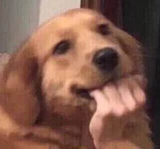 吐舌头的金毛犬 表情放松可爱