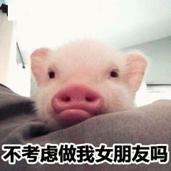 小猪卖萌求交往：不考虑做我女朋友吗
