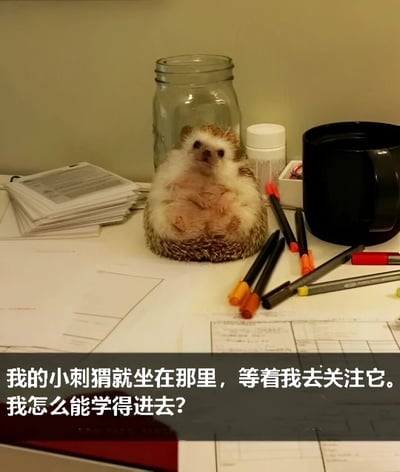 一张温馨的书桌场景照片，桌面上散落着纸张、钢笔、马克杯等学习用品，中央一只圆滚滚的小刺猬正抬头望向前方，眼神呆萌。图片底部配有文字：“我的小刺猬就坐在那里，等着我去关注它。我怎么能学得进去？”，生动表达了面对萌宠诱惑无法专心学习的无奈又甜蜜的困扰。