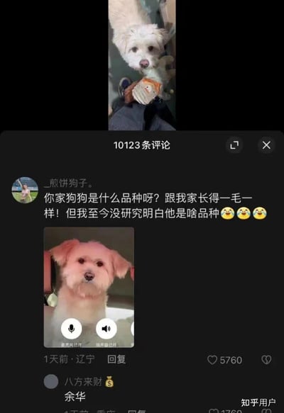 这是一张以狗狗为主题的梗图，上半部分展示了一只可爱的浅色狗狗叼着玩具，下方是社交平台评论区截图。网友评论问“你家狗是啥品种啊？跟我家长得一毛一样！但我至今没研究明白他是啥品种”，另一位网友直接回复“余华”，暗指评论区狗狗长得像作家余华，形成幽默反转。

图片采用了经典评论区互动形式，通过‘找品种’的话题自然引出人的名字，形成“谐音梗+视觉联想”双关趣梗，逗笑观众。