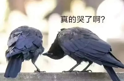 两只乌鸦站在木栏杆上，其中一只低头靠近另一只，仿佛在关切地询问。图片上方配有文字'真的哭了啊？'，将乌鸦的互动拟人化，营造出温馨又略带幽默的氛围，像是在进行情感交流。