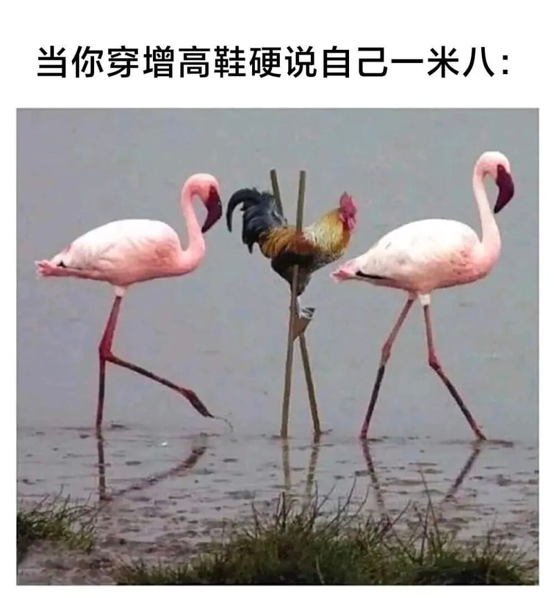 公鸡