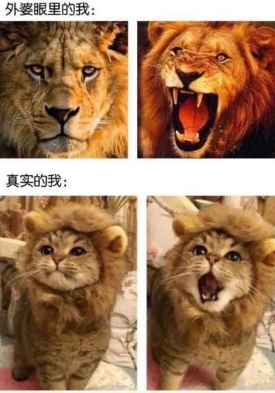 图片分为上下两部分，共四个小图。上半部分标题为“外婆眼里的我”，左侧是一只眼神威严、鬃毛浓密的雄狮静止注视前方，右侧是一只张大嘴巴、露出尖牙怒吼的雄狮，展现出强大霸气的形象；下半部分标题为“真实的我”，左侧是一只戴着狮子头套的猫咪，眼神呆萌地站立着，右侧是同一只猫咪戴着头套张大嘴巴，表情惊讶地“咆哮”，形成强烈的反差萌。通过狮子（象征外婆眼中的强大形象）与戴头套的猫咪（象征真实的可爱弱小）对比，幽默调侃长辈对晚辈的理想化认知与现实的差距。