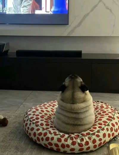 一只巴哥犬正坐在印有红色草莓图案的圆形坐垫上，背对着镜头，仰头专注地看着前方的电视屏幕。电视上正在播放节目，左上角可见带有中文字幕"回去吧"。背景是现代风格的客厅，有大理石纹理的墙面和黑色的电视柜，整体画面温馨有趣，展现了宠物模仿人类行为的可爱瞬间。