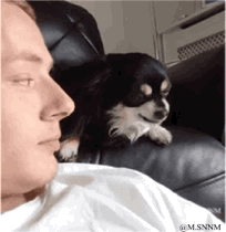 这是一张趣味动态GIF图，画面中一位男士侧躺在深色皮沙发上，一只黑棕白相间的小狗趴在沙发靠背上，二者的侧脸恰好处于同一视觉水平线，形成了巧妙的视觉错位效果，看起来仿佛小狗的脸和男士的脸融合在了一起，像是男士长了一张狗狗的脸，利用视角巧合制造出荒诞又搞笑的视觉错觉，十分有趣。