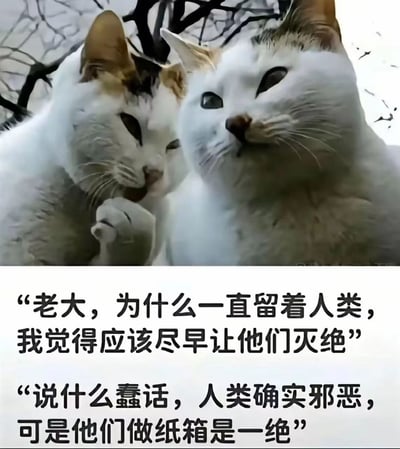 这是一张图文混排的趣味表情包，上半部分是实拍的两只三花猫画面，左侧的猫咪抬爪放在嘴边，神态像是凑在旁边偷偷提问，右侧的猫咪眼神向上瞟，表情淡定沉稳，很有大佬的气场，背景是掉光叶子的光秃秃树枝；下半部分为白色背景配黑色文字，模拟两只猫咪的拟人化对话，内容结合了猫咪喜爱钻纸箱的普遍习性，用“要消灭人类却因为人类会做纸箱而放弃”的反差设定制造笑点，轻松有趣，很容易引发养猫群体的共鸣。