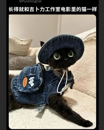 一只黑猫穿着蓝色牛仔套装和帽子，坐在沙发上，有着超大的绿色眼睛，看起来就像吉卜力工作室动画电影中的角色。图片上方有文字说明：'长得就和吉卜力工作室电影里的猫一样'。