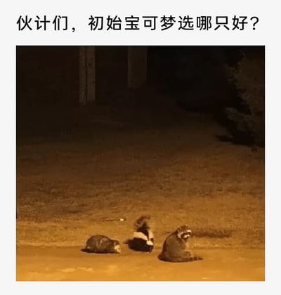本图通过模拟《宝可梦》游戏中初始精灵三选一的经典场景，将夜晚并排出现的三只野生动物（浣熊、臭鼬、负鼠）配以幽默文字，使其化身为‘初始宝可梦’供网友选择，具有戏谑和怀旧色彩。适合宝可梦粉圈、搞笑类或动物相关内容的网络社交传播。