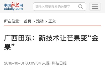 这是中国科技网的一篇新闻网页截图，页面展示了一篇发布于2018年10月31日的科技助农新闻，来源为《科技日报》，标题为《广西田东：新技术让芒果变“金果”》。页面包含网站顶部的导航栏、搜索框、新闻位置路径（首页>滚动>正文）、新闻标题、发布时间及来源信息。
标题中的“金果”是双关语：既指芒果通过新技术提升了经济价值，成为能为当地带来增收的“金色”收益果实，又以“金果”的称呼凸显其珍贵的经济属性。