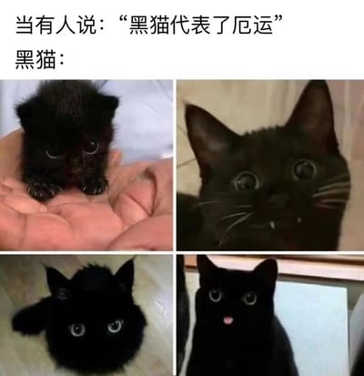 图片上方配有文字'当有人说：“黑猫代表了厄运” 黑猫：'，下方是四宫格排列的黑猫照片。第一张是被捧在手心的小黑猫，眼神无辜；第二张是近距离拍摄的黑猫，耳朵竖起，眼睛圆睁，表情惊讶；第三张是躺卧的黑猫，抬头仰望，眼神好奇；第四张是坐立的黑猫，吐着舌头，显得俏皮。整体通过黑猫的可爱形象反驳“黑猫代表厄运”的迷信说法，传递温馨可爱的氛围。