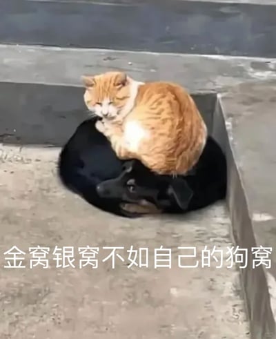 这是一张趣味实拍静态图，画面中一只橘白相间的猫咪惬意地趴在一只黑色狗狗的背上，黑狗蜷缩在水泥台阶的凹陷区域里，仿佛这就是它的“窝”。图片底部配有文字“金窝银窝不如自己的狗窝”，改编自传统俗语，用猫咪抢占狗窝的反差搞笑场景，调侃了不管多好的外部环境，都不如自己熟悉的小地方舒适，充满了生活化的趣味感。