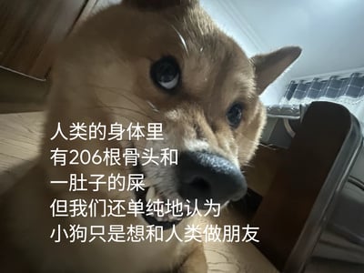 这是一张静态单图，画面主体是一只浅棕色柴犬凑近镜头怼脸拍摄，狗狗圆睁黑色双眼看向观看者，露出一点牙齿，神态仿佛在直视说出真相，背景是居家室内场景，能看到家具和窗帘；画面左侧叠加了白色的吐槽文字，内容为：人类的身体里有206根骨头和一肚子的屎，但我们还单纯地认为小狗只是想和人类做朋友，利用反差感制造幽默效果。