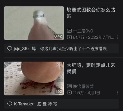 这张图片是哔哩哔哩平台两条斑鸠相关视频的界面截图上下拼接而成。上方视频标题为《鸠要试图教会你怎么咕咕》，由UP主十二尾0v0发布，播放量达81.7万，发布时间为2022年7月，视频时长42秒，封面是一只正脸朝向镜头的斑鸠，高赞评论将斑鸠拟人化，调侃称“鸠：你这几声我至少听出了十个语法错误”；下方视频标题为《大肥鸠，定时定点儿来就餐》，由UP主净含量菠萝发布，播放量11.5万，发布时间为4月1日，视频时长1分52秒，封面是一只仅露出圆滚滚腹部和脚爪的肥斑鸠，高赞评论调侃该封面是斑鸠的“底盘特写”，整体内容充满搞笑玩梗的趣味感。
