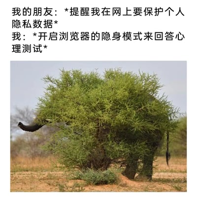 这是一张图文混排的搞笑梗图，上方是两段对话：朋友提醒要在网上保护个人隐私数据，“我”则表示会开启浏览器隐身模式来回答心理测试；下方是一张野生动物实拍照片，一头大象躲在一棵不算茂密的小树后面，只露出自己的鼻子和尾巴，仿佛认为这样就能完全遮挡住自己庞大的身躯。整幅图用大象自欺欺人的躲树行为，调侃“用浏览器隐身模式回答心理测试”这种看似在保护隐私，实际上没有实质作用的行为，属于掩耳盗铃式的自我安慰，幽默地展现了部分人对网络隐私保护的错误认知，充满自嘲意味。
