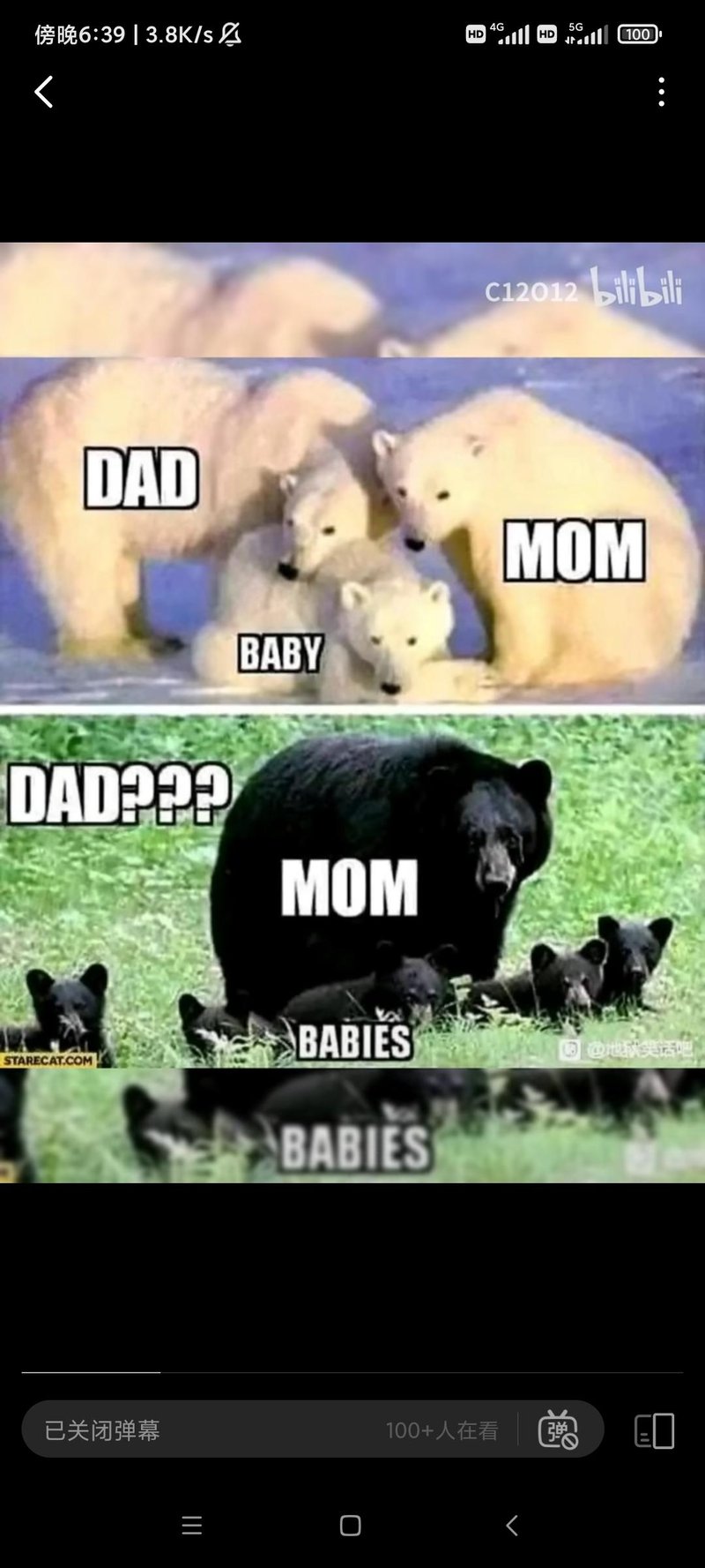 Polar Bear Dad