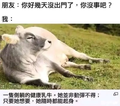 这是一张图文混排的网络自嘲梗图，画面上方呈现一段对话：朋友关切地询问“你好幾天沒出門了，你沒事吧？”，“我”则用一张侧躺在草地上的慵懒乳牛的图片作为回应。图片下方配有文字注释，标注“譯:好色龍”，并说明“一隻側躺的健康乳牛。她並非動彈不得；只要她想要，她隨時都能起身。”这张图用乳牛的状态来比喻自己宅家的状态，并非没有行动能力，只是单纯不想出门、不想动弹，以幽默的方式自嘲当代人偶尔想躺平、享受宅家时光的心态，没有双关或谐音梗，只是直白的状态类比。