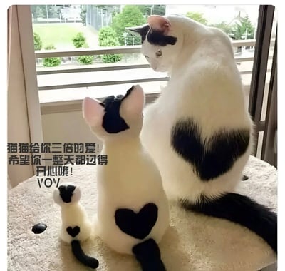 图片中展示了一只真实的黑白猫咪和两个大小不同的猫咪玩偶，它们的背部都有黑色的心形图案。三者并排坐在窗边的垫子上，望向窗外的绿色植物。图片左侧配有文字："猫猫给你三倍的爱! 希望你一整天都过得开心哦! \^O^/"，表达了温馨治愈的情感。