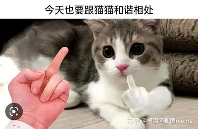 这张梗图画面十分搞笑，内容显示一只猫和一只人手对着彼此同时竖中指，然而配文却是“今天也要跟猫猫和谐相处”，形成明显反讽和幽默反差效果。猫的中指动作是通过后期合成制造的拟人化场面。图中“和谐相处”与画面动作构成强烈双关和自嘲，成为网络常见整活表情包。