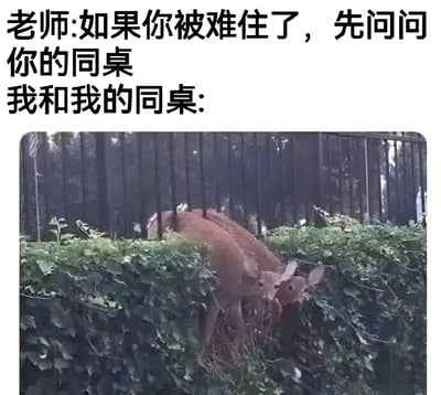 图片上方是老师的话：'如果你被难住了，先问问你的同桌'，下方配图是两只鹿躲在茂密的灌木丛后，身体部分被枝叶遮挡，只露出头部互相张望，眼神呆萌，仿佛在演绎'我和我的同桌都不会做这道题'的尴尬场景。通过动物的自然状态与文字内容形成幽默对比，生动展现了学生面对难题时与同桌互相求助却双双无解的窘境。