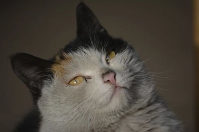 一张近距离拍摄的三花猫特写照片，猫咪有着白色为主的毛发，头顶和耳朵为黑色，脸部两侧有橙色斑块。它正微微仰头，黄色的眼睛清澈明亮，带着一丝好奇的神情凝视着斜上方。背景为模糊的棕色，突出显示了猫咪的面部细节和表情。