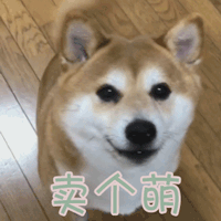 柴犬卖萌四连拍动态图
