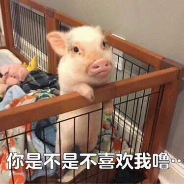 委屈小猪探头：你是不是不喜欢我噜…