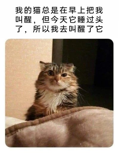 这是一张图文结合的搞笑宠物梗图，上方配文“我的猫总是在早上把我叫醒，但今天它睡过头了，所以我去叫醒了它”，下方是一只狸花长毛猫，它毛发略显凌乱，一只眼睛圆睁、一只眼睛半睁，表情既懵圈又带着被突然打扰的不满，完美还原了被主人反向叫醒时的状态，通过反转宠物与主人的日常互动模式，制造出诙谐有趣的效果，展现了宠物和主人之间充满反差感的趣味日常。