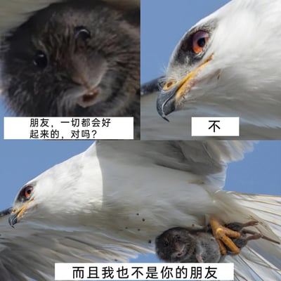 这是一张由三张真实野生动物照片拼接而成的连环梗图，采用图文混排的形式。第一张图是被白腹鹰抓住的小老鼠，它露出不安又带着一丝期许的神情，配文向鹰发出自我安慰式的询问：“朋友，一切都会好起来的，对吗？”；第二张图是白腹鹰的脸部特写，它眼神冷漠，仅用一个“不”字就击碎了老鼠的幻想；第三张图展示了完整的场景，白腹鹰抓着小老鼠在空中飞行，配文“而且我也不是你的朋友”，彻底打破了老鼠的自我欺骗。这组图用真实的动物捕食场景结合扎心的对话，营造出强烈的黑色幽默效果，精准表达了期望落空、处境绝望的情绪，很容易让处于低谷的人产生共鸣。