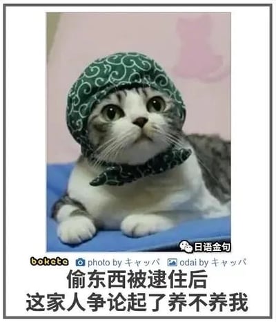 这是一张经过文字加注的萌宠搞笑图，主体是一只灰白相间的猫咪，它戴着绿色花纹的头巾，趴在蓝色垫子上，眼神无辜地抬头望向上方，神态看起来可怜巴巴。图片下方配有中文文案“偷东西被逮住后 这家人争论起了养不养我”，将猫咪拟人化，赋予它“偷东西被抓”的设定，用猫咪无辜的神态和搞笑的文案形成反差，营造出诙谐幽默的效果。图片带有多个水印和标注，右下角是“日语金句”，底部还有来自日本bokete平台的作者标注，说明这是一张从国外搞笑社区改编后在中文网络传播的内容。