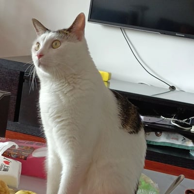 一只白色带有棕色斑点的猫正坐在桌子上，抬头向左上方望去，眼神中带着好奇。猫的毛发蓬松，黄色的眼睛明亮有神。背景中可以看到一台挂在墙上的电视和一些家居物品，营造出温馨的家庭氛围。