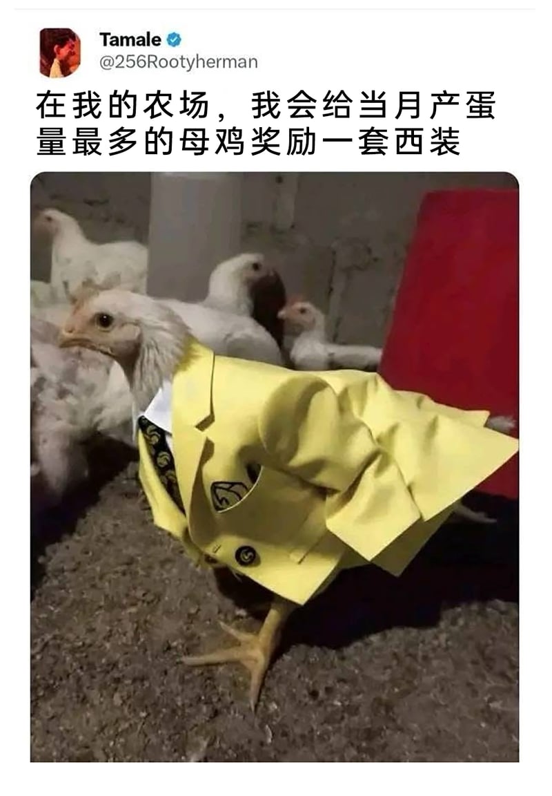 农场产蛋鸡