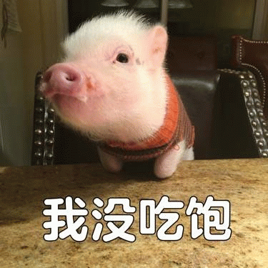 穿着毛衣的小猪委屈表示'我没吃饱'