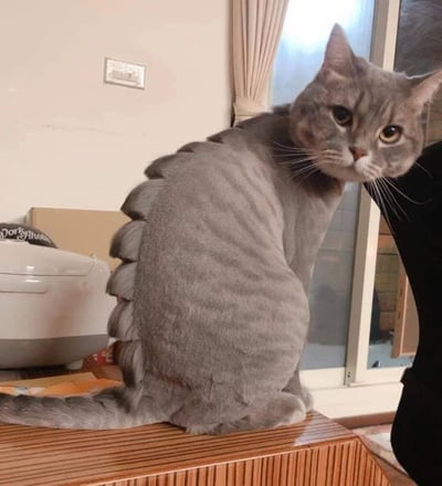 一只灰色猫咪坐在室内木质台面上，背部毛发被修剪成独特的鳞片造型，从脖颈到尾巴呈现出整齐排列的波浪状凸起，宛如恐龙脊背。猫咪侧头回望镜头，黄色瞳孔搭配略带严肃的表情，与背部滑稽的"恐龙鳞片"形成反差萌。背景可见米色墙壁、电源开关、窗帘及玻璃门，左侧有白色家电和纸箱，整体场景为典型家庭环境。