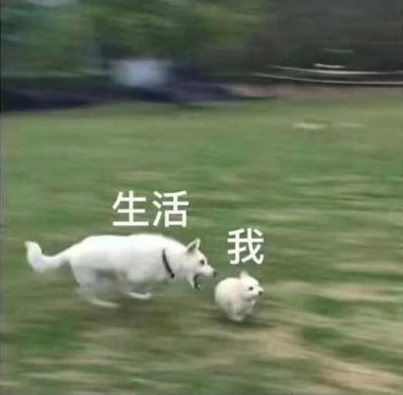 大白狗